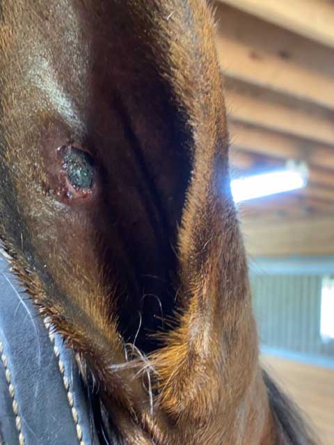 One day following treatment with gentle washing with 1200 ppm of HOCl.