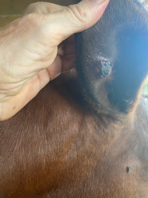 The infection is now cleared up and the wound has scabbed over.